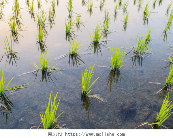 在稻田里生长的水稻幼苗传统二十四节气24节气谷雨二十四节气24节气小满